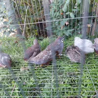 بلدرچین مینیاتوری|پرنده|قائم‌شهر, |دیوار