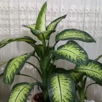 فروش گل دیفن ماخیای بزرگ