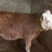 گوساله سیمینتال اصیل|حیوانات مزرعه|صحنه, |دیوار