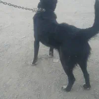 سگ گله ونگهبان