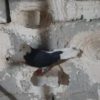 نر شازده سیاه