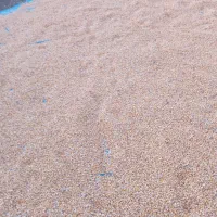 ذرت دانهای|عمدهفروشی|صحنه, |دیوار