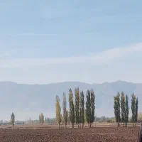 خدمات باغبانی و هرس کردن