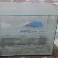 آکواریوم|ماهی|شیراز, آزادگان|دیوار