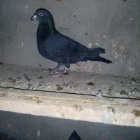 کبوتر پلاکی