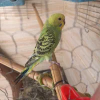 فروشی|پرنده|محمدیه-قزوین, |دیوار