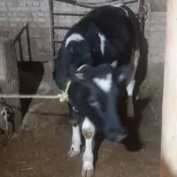 تلیسه  هفت ماهه