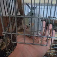 عروس هلندی|پرنده|ورامین, شهرک فجر|دیوار