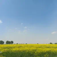 نگهداری منظم باغ و ویلای شما
