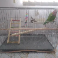 کاور ژله‌ای قفس پرنده