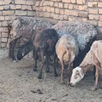 تعداد 7عدد میش جوان رومانف آبستن