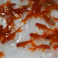 ماهی عید|ماهی|چناران, |دیوار