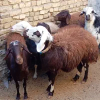 5عدد شیشک سه شیره با بره نر|حیوانات مزرعه|بروجرد, |دیوار