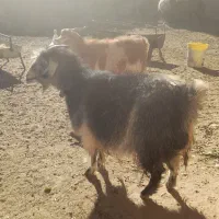 بز ابست فروشی