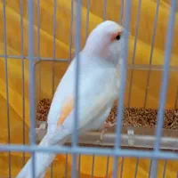 قناری ماده سفید لیمویی خیلی زیبا|پرنده|اسلام‌شهر, مظفریه|دیوار