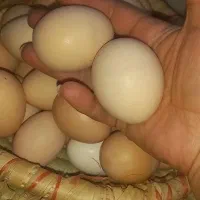 تخم مرغ محلی خوراکی|خوردنی و آشامیدنی|شیراز, محراب|دیوار