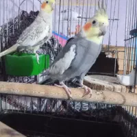 جفت عروس هلندی