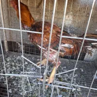 مرغ و خروس لاری