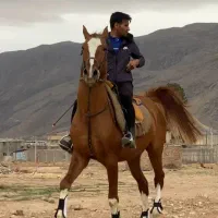 اسب دره شور/چاپار زال ذاکر|اسب و تجهیزات اسبسواری|شیراز, شهرک آرین|دیوار