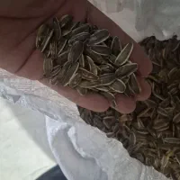 تخمه آفتاب گردان