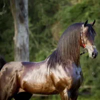 نریان های سواری دار