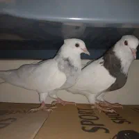 حراج یه جفت جوجه طوق شازده یک جوجه دم قهوه ای نر