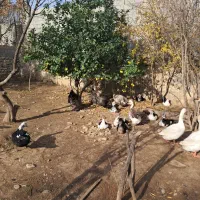 آگهی  فروشی  اردک خارج  بزرگ  و غاز وبوقلمون