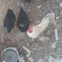 مرغ و خروس محلی