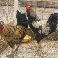 خروس محلی و کاکلی سه عدد