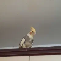 عروسهلندی چلوندنی