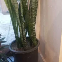 سانسوریا وزیپلین|گل و گیاه طبیعی|تبریز, |دیوار