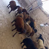 بره برای فروش