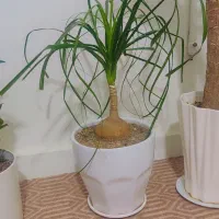 گیاه|گل و گیاه طبیعی|اهواز, لشکرآباد|دیوار