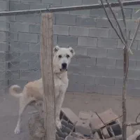 سگ ،|سگ|سبزوار, قصبه غربی|دیوار