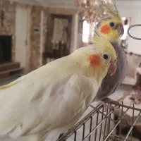 جفت مولد سالم و سرحال نر وماده
