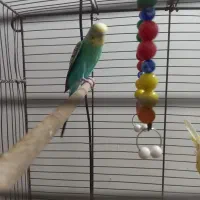 یه جفت مرغ عشق بسیار مولد|پرنده|قم, باجک سه|دیوار