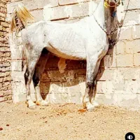 اسب عرب