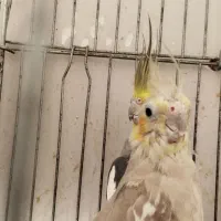 عروس هلندی عروس طوطی|پرنده|قزوین, |دیوار