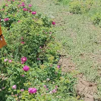 گل محمدی قزل گول