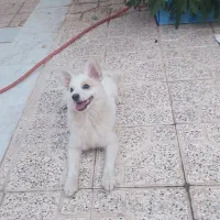 سگ معاوضه با طوطی