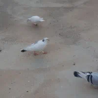 مقلف سفید واکال