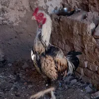 لاری میکس هندی افغان