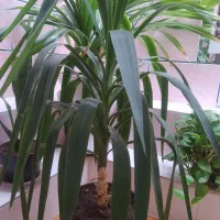 گل های زیبا و شاداب|گل و گیاه طبیعی|فسا, |دیوار