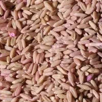 بذر گندم هشترود