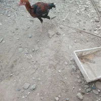 چندتا جوجه خروس دونه یک ملیون|حیوانات مزرعه|میناب, |دیوار