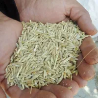 جو دیم تمیز