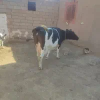 گاو هلشتاین