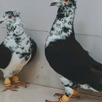 سوسکی بزک