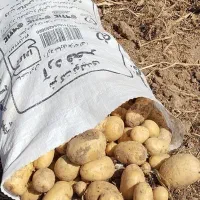 سیب زمینی لوکس اگیریا