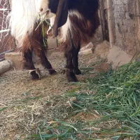 فروش گوسفند نر داشتی|حیوانات مزرعه|رونیز, |دیوار